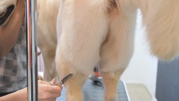 Grooming Golden Retriever Grooming Salongen Professionell Vård För Hunden — Stockvideo