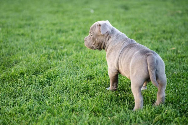 Küçük Amerikan Bulli köpeği parkta çimlerin üzerinde yürüyor.. — Stok fotoğraf