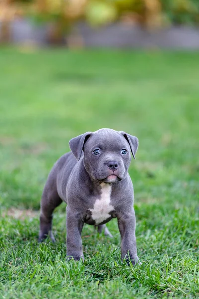 Petit chiot bulli américain marche sur l'herbe dans le parc . — Photo