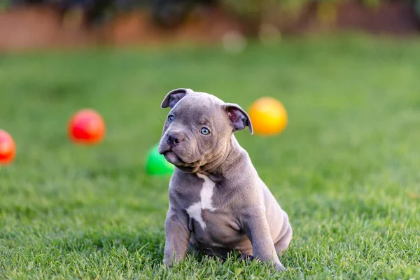 Malé americké bulli štěně kráčí po trávě v parku. — Stock fotografie