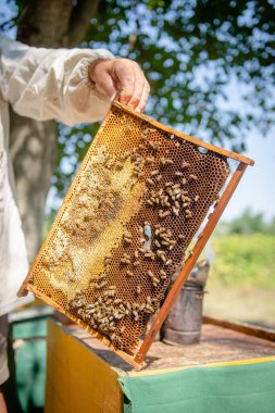 Arı yetiştiricisi kovanı kontrol ediyor. Güneşteki arılara bakar.