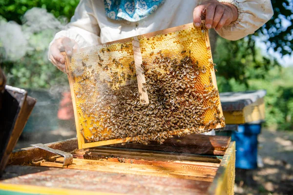 The beekeeper checks the hive. Looks at bees in the sun. — Stock Photo, Image