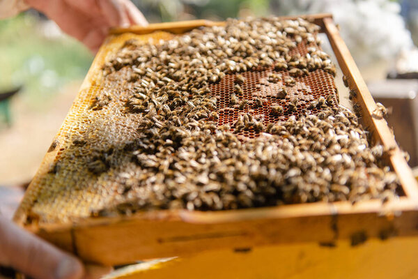 The beekeeper checks the hive. Looks at bees in the sun.