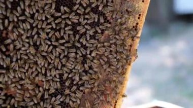 Arıcı elinde arılarla dolu bir bal peteği tutuyor. Arı yetiştiricisi arıların yaşam tarzlarını inceliyor. Arıcılık konsepti yavaş çekim videosu. Arıcı elinde arılarla dolu bir bal peteği tutuyor