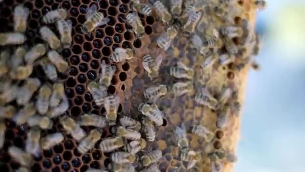 Biodlaren håller en bikaka full av bin. Biodlaren inspekterar bikaksramen på livsstilsbikupan. Biodling koncept slow motion video. Biodlare som håller en bikaka full med bin — Stockvideo