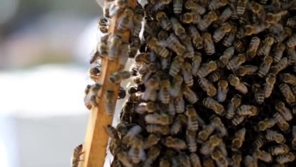 Een imker die een honingraat vol bijen vasthoudt. Bijenhouder inspecteert honingraatlijst bij lifestyle bijenstal. Bijenteelt concept slow motion video. imker die een honingraat vol bijen vasthoudt — Stockvideo