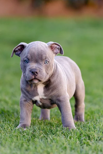 Pequeño cachorro americano bulli pasea sobre la hierba en el parque . —  Fotos de Stock