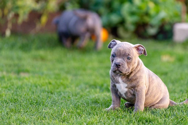 Pequeño cachorro americano bulli pasea sobre la hierba en el parque . —  Fotos de Stock