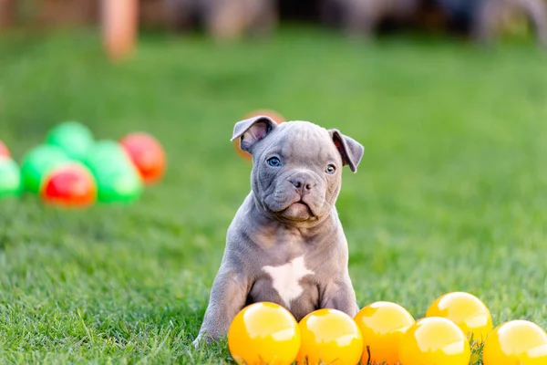 Little american bulli puppy walks on the grass in the park. — Stock Photo, Image
