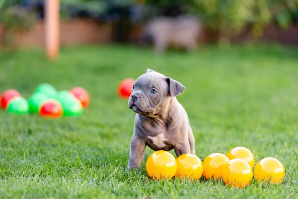 Kleine Amerikaanse bulli puppy loopt op het gras in het park. — Stockfoto