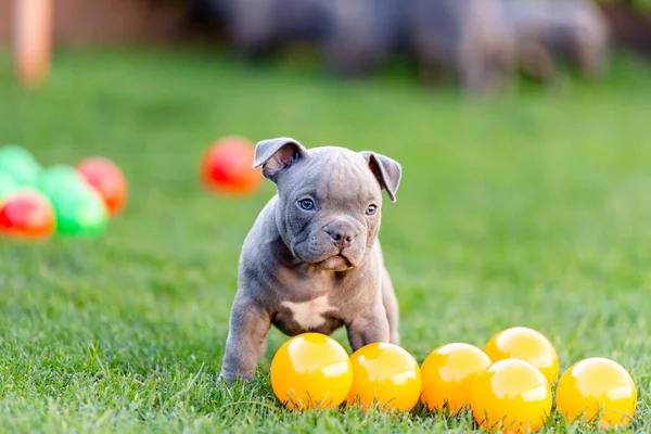 Little american bulli puppy walks on the grass in the park. — Stock Photo, Image