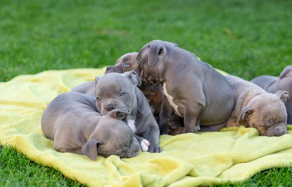 American bulli puppies fall asleep on a grass rug in a park. — Stock Photo, Image