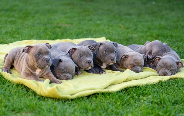I cuccioli di bulli americani si addormentano su un tappeto d'erba in un parco . — Foto Stock