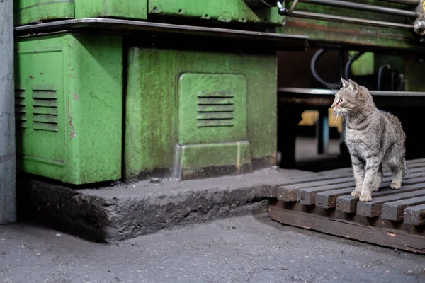A kitten sits near a machine in the territory of an old manufactory. — Stock Photo, Image