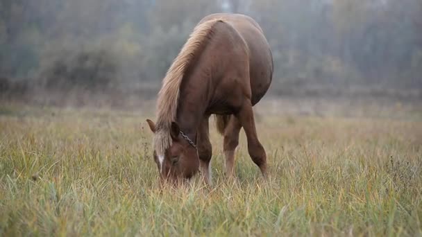 Un caballo marrón roza en un prado en el otoño en la niebla . — Vídeos de Stock