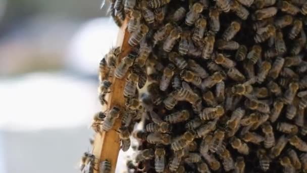 Concepto apícola video en cámara lenta. apicultor sosteniendo un panal lleno de abejas — Vídeos de Stock