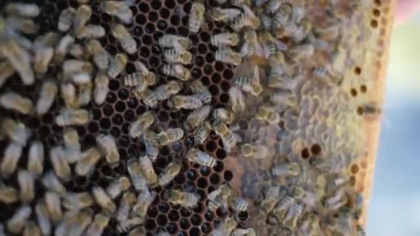 Beekeeping concept slow motion video. beekeeper holding a honeycomb full of bees — Stock Video