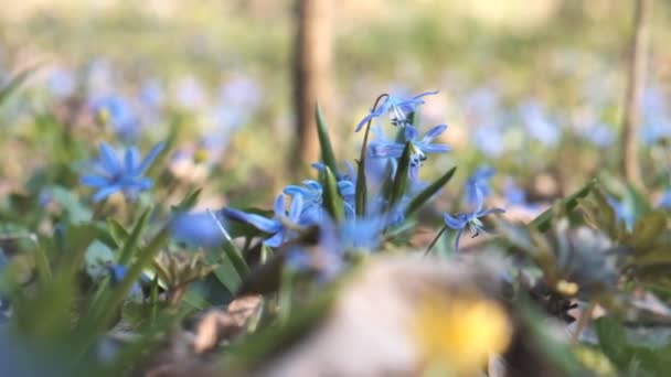 Scilla kwitły na wiosnę w parku — Wideo stockowe