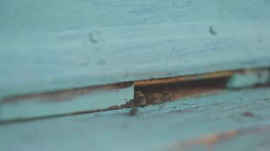 Arı kovanı bahçede duruyor. Arılar baharda uçar ve kovanlarına doğru uçar..