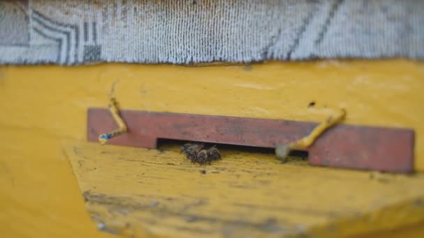 Ul pszczół stoi w ogrodzie. Pszczoły wylatują wiosną i wlecą do ula.. — Wideo stockowe
