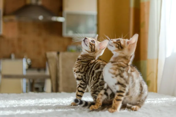 Bengaliska kattungar sitter på soffan i huset — Stockfoto