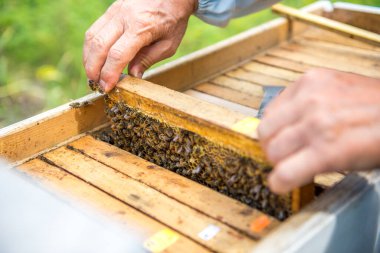 Arıcı kovan denetler