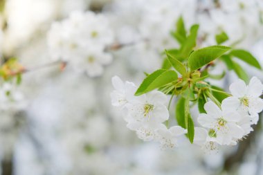 Bahar bahçe kiraz çiçekleri.