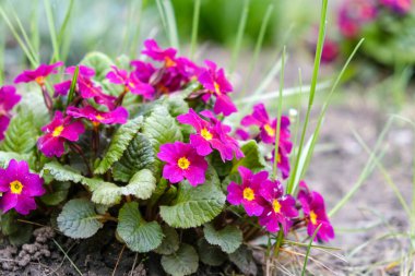 Garden primrose blossomed in the spring in the garden.