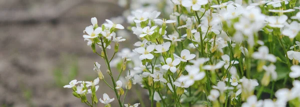 В саду расцвел белый цветок Гутчинция альпийская . — стоковое фото
