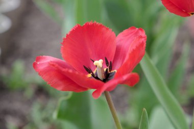 Kırmızı lale bahçede baharda çiçek açmış.