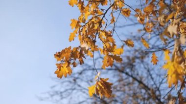 Rüzgar sarı meşe yapraklarını sallıyor sonbaharda parktaki dallarda.