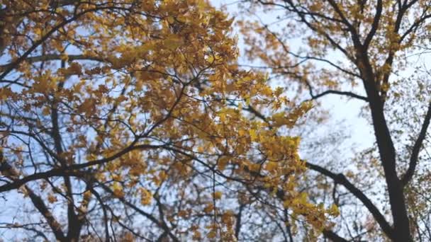 Der Wind Wiegt Die Gelben Eichenblätter Herbst Auf Den Ästen — Stockvideo