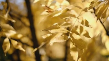 Rüzgâr, sonbaharda parktaki dallarda sarı kül yapraklarını sallıyor..