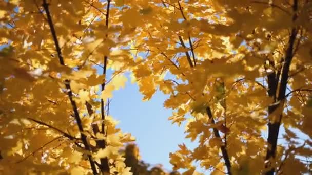 Le vent balaie les feuilles jaunes d'érable sur les branches du parc à l'automne. — Video