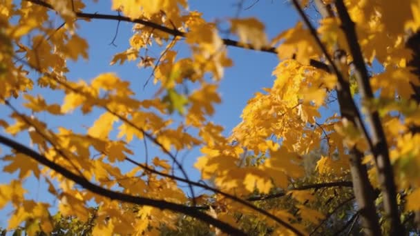 Ветер раскачивает желтые листья клена на ветвях парка осенью . — стоковое видео