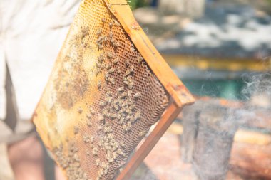 Arı yetiştiricisi kovanı kontrol ediyor. Güneşteki arılara bakar.
