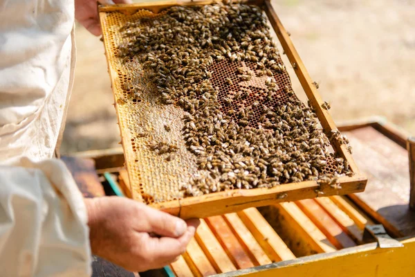 คนเลี้ยงผึ้งตรวจสอบรัง มองไปที่ผึ้งในดวงอาทิตย์ . — ภาพถ่ายสต็อก