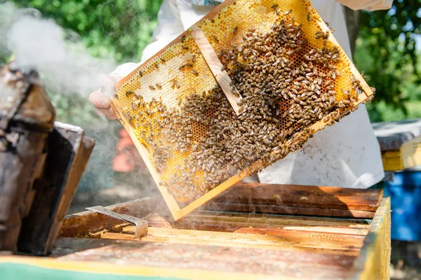 Der Imker kontrolliert den Bienenstock. Blick auf Bienen in der Sonne. — Stockfoto