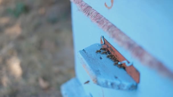 벌통 이 정원에 서 있다. 벌들은 봄에 나와 벌집으로 날아간다. — 비디오