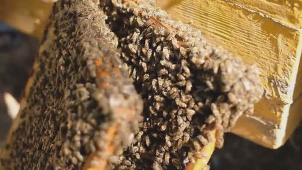 蜂群在蜂窝里打开蜂房蜜蜂爬在有蜂窝的框架上 — 图库视频影像