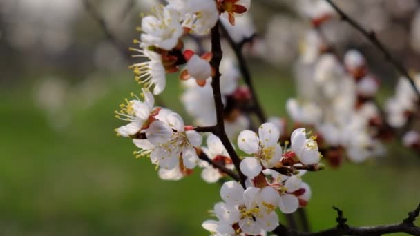 Blooming Cherry Branch Cherry Blossomed April Park — 비디오