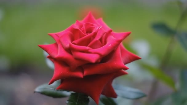 Une rose rouge fleurit au printemps dans le jardin. — Video