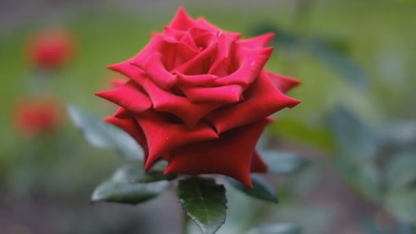 庭の春には赤いバラが咲いていた クローズアップ — ストック動画