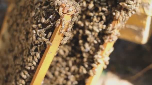 Bienenfamilie Bienenstock Offener Bienenstock Bienen Krabbeln Auf Gestellen Mit Waben — Stockvideo