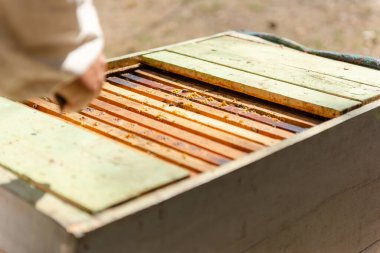 Arı yetiştiricisi yeni sezona hazırlanmak için kovanı açıyor. Bahar aylarındaki arı ailesine bak..