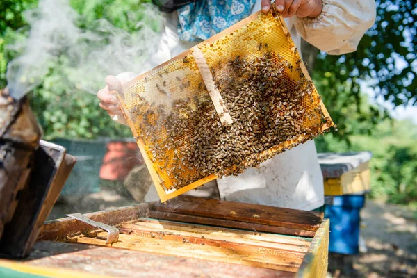 Biodlaren Öppnar Bikupan Bikontrollerna Kontrollerar Honungen Biodlare Utforskar Bikaka — Stockfoto