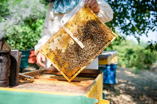 Der Imker Öffnet Den Bienenstock Die Bienen Kontrollieren Kontrollieren Den — Stockfoto