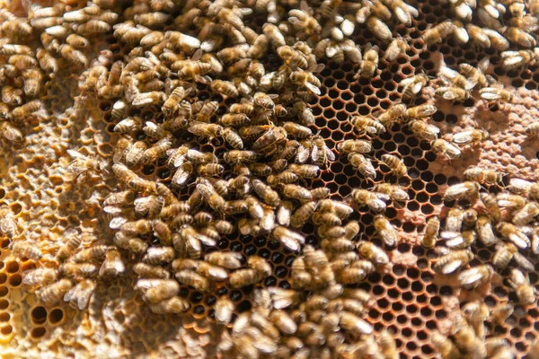 Eine Bienenfamilie Krabbelt Ihre Gebärmutterbiene Die Bienenkönigin Krabbelt Ihrem Stock — Stockfoto