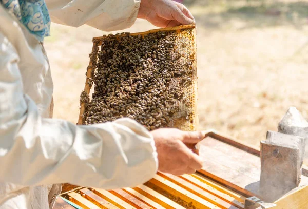 Der Imker Öffnet Den Bienenstock Die Bienen Kontrollieren Kontrollieren Den — Stockfoto
