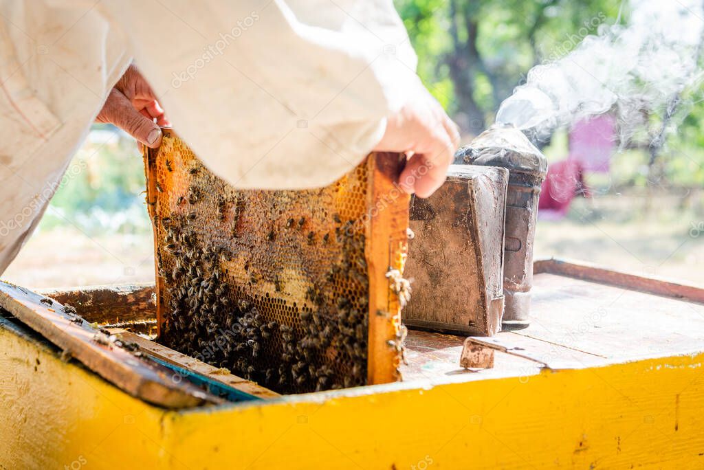 The beekeeper opens the hive to prepare for the new season. Check out the bee family in spring.
